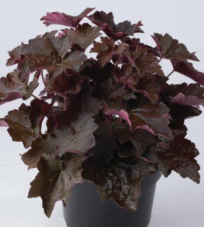 3 kpl Purppurakeijunkukka ’Palace Purple’