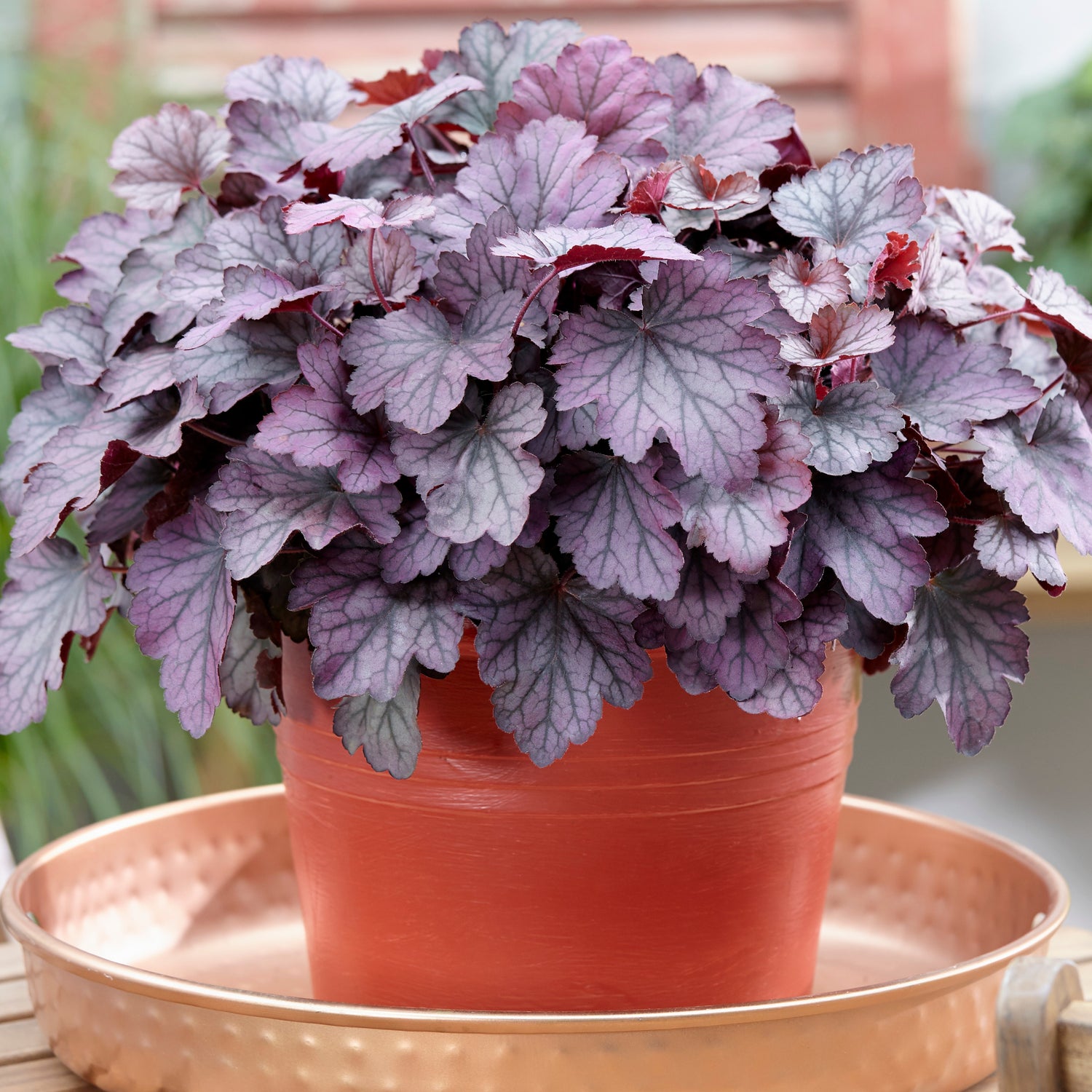 3 kpl Purppurakeijunkukka ’Palace Purple’