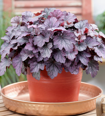 3 kpl Purppurakeijunkukka ’Palace Purple’