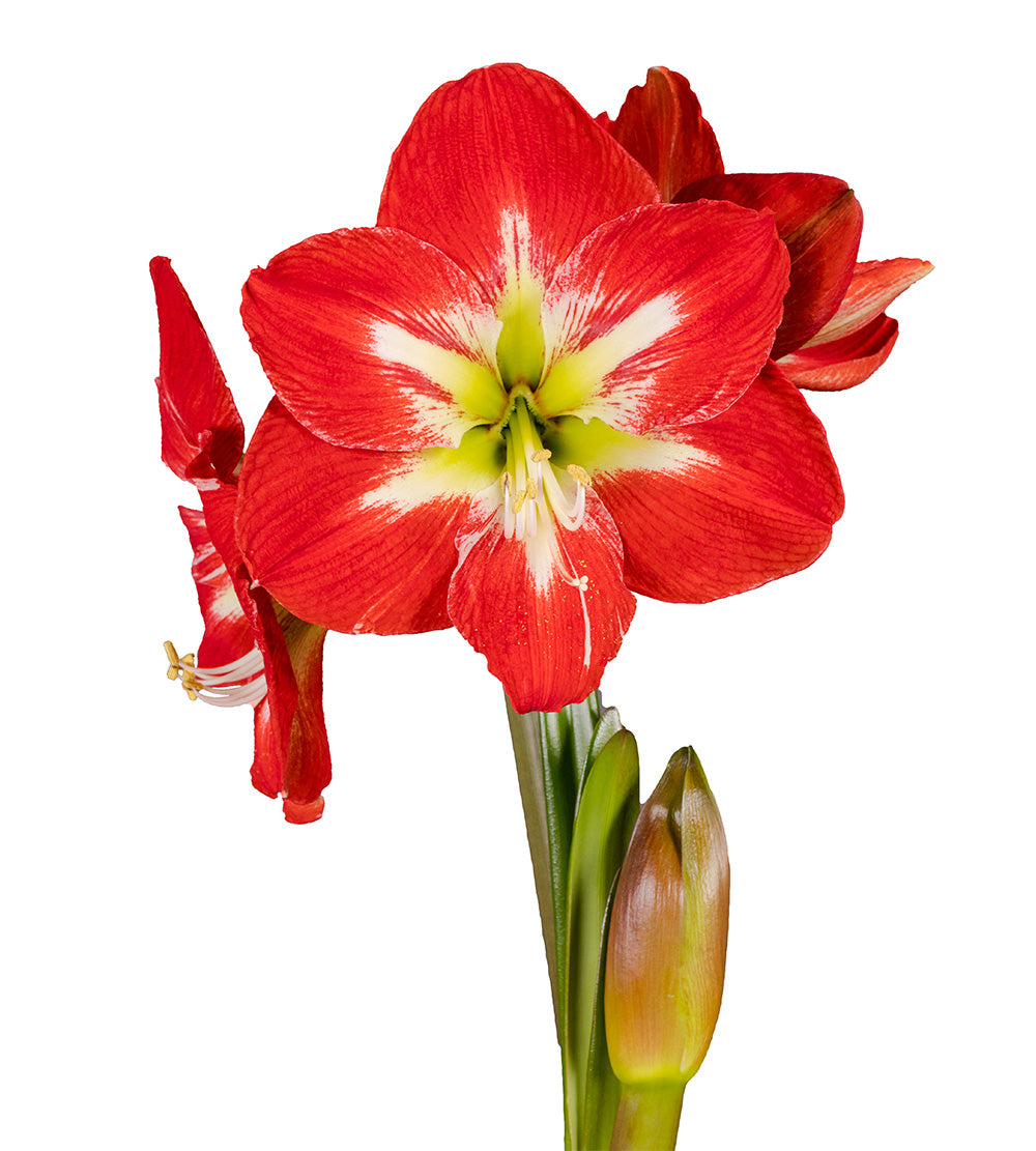 3 kpl Amaryllis Cocktail