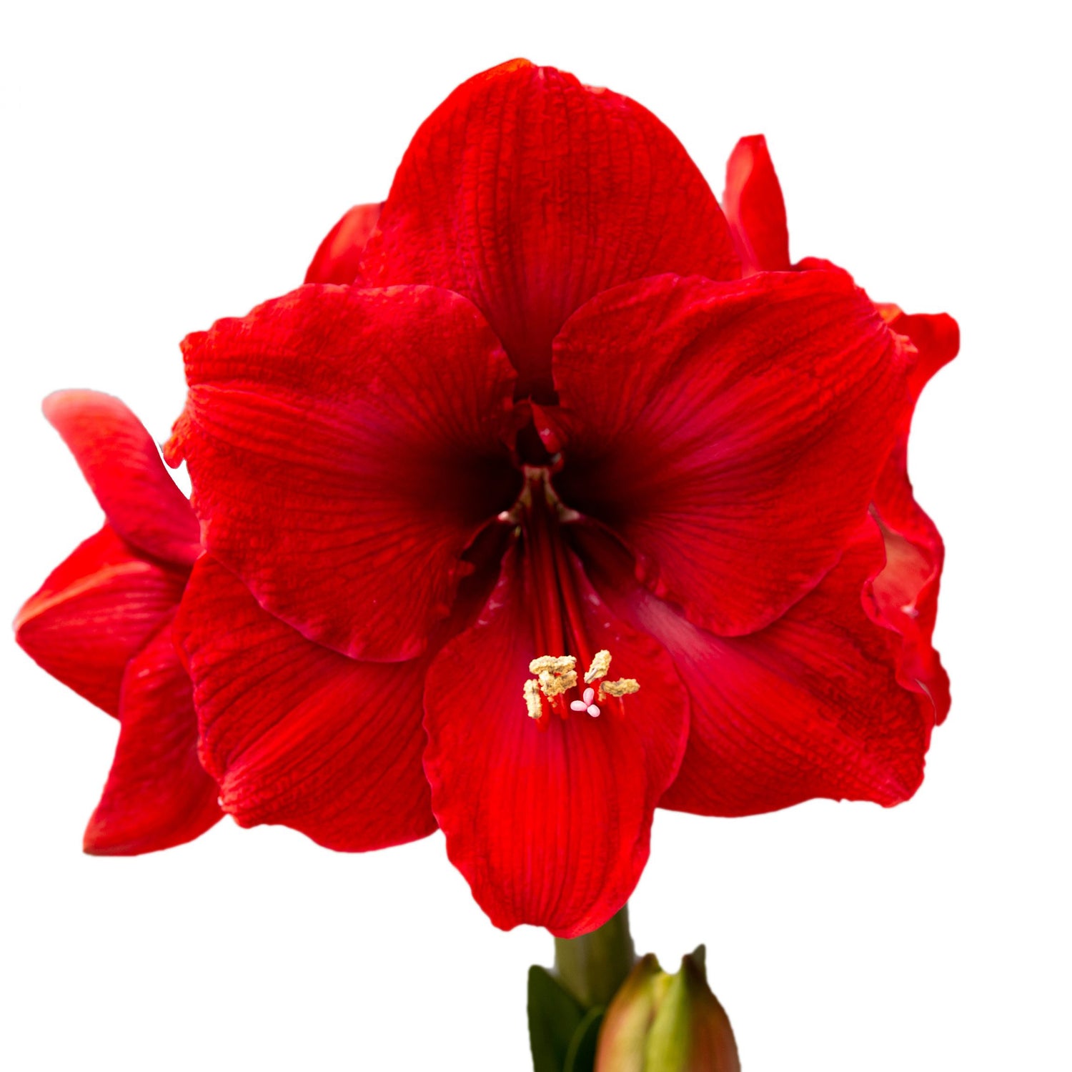 3 kpl Amaryllis Miracle