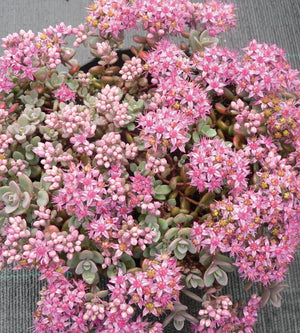 3 kpl Japaninmaksaruoho 'Lidakense'