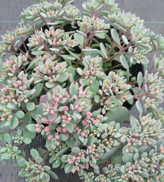 3 kpl Japaninmaksaruoho 'Lidakense'