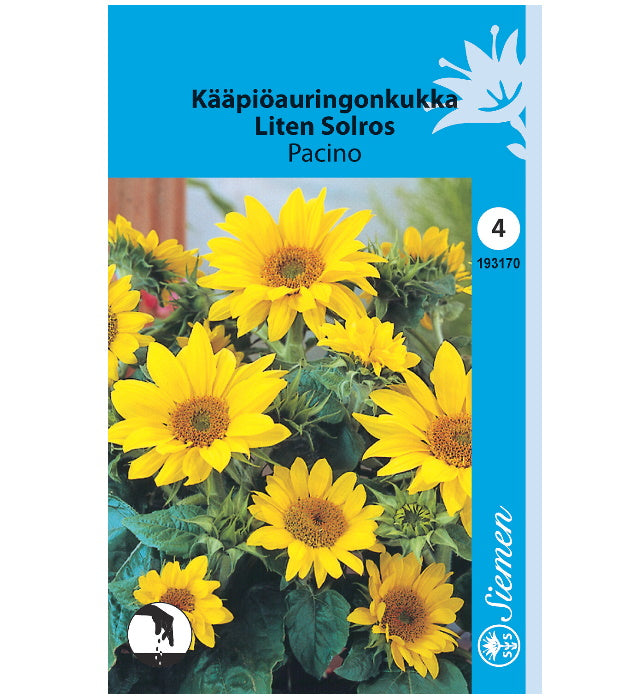 1 pss Kääpiöauringonkukka 'Pacino'