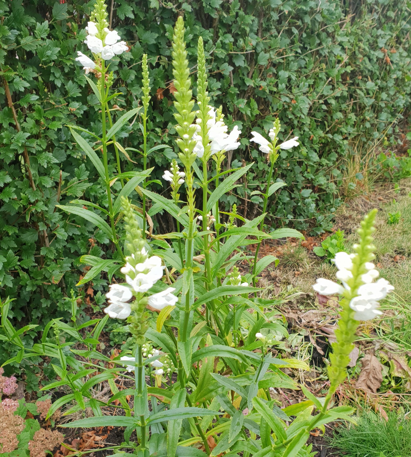 3 kpl Kellopeippi 'Crystal Peak White'