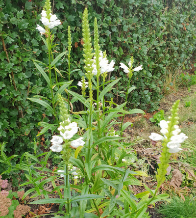 3 kpl Kellopeippi 'Crystal Peak White'