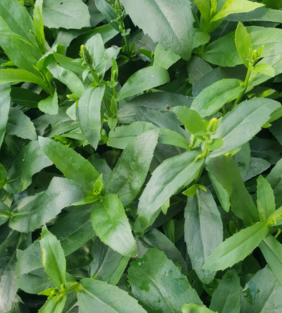 3 kpl Kellopeippi 'Crystal Peak White'