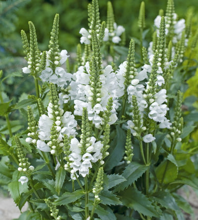 3 kpl Kellopeippi 'Crystal Peak White'