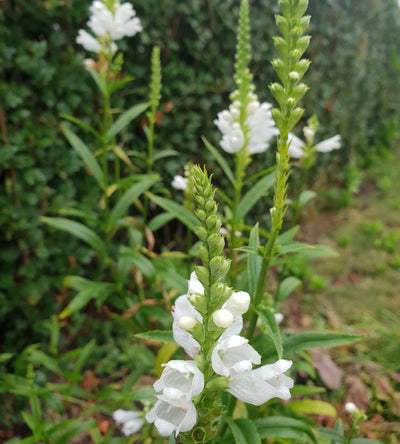 3 kpl Kellopeippi 'Crystal Peak White'