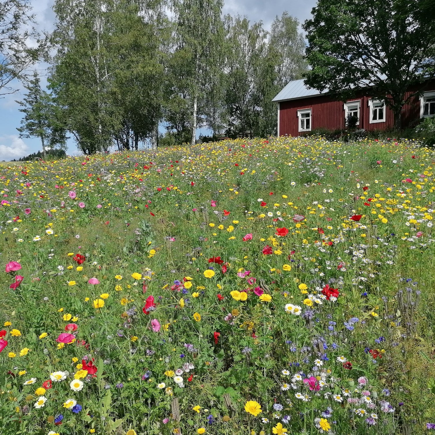 Koristekukkaseos, yksivuotinen 100 g