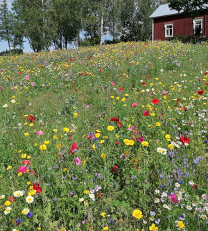 Koristekukkaseos, yksivuotinen 100 g