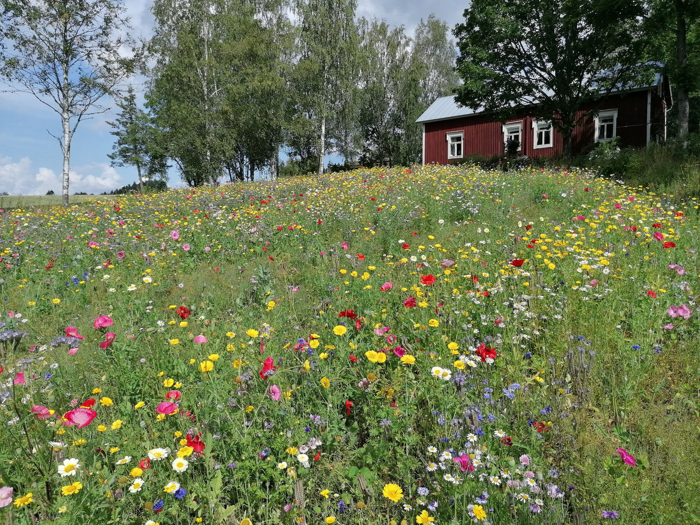 Koristekukkaseos, yksivuotinen 250 g