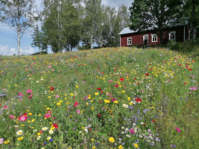 Koristekukkaseos, yksivuotinen 250 g