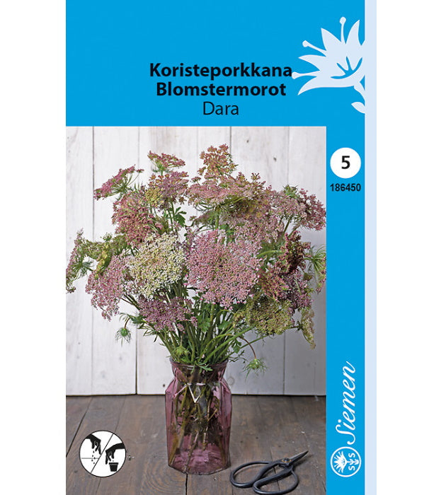 1 pss Koristeporkkana Dara