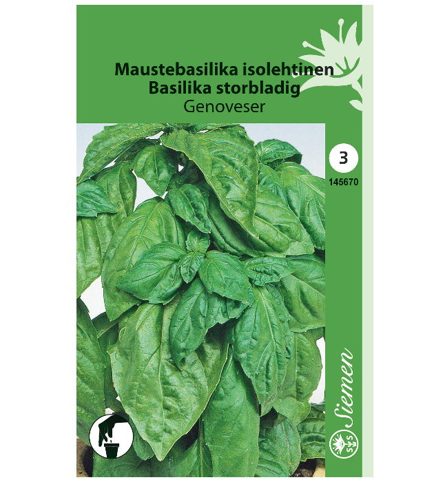 1 pss Maustebasilika Genoveser