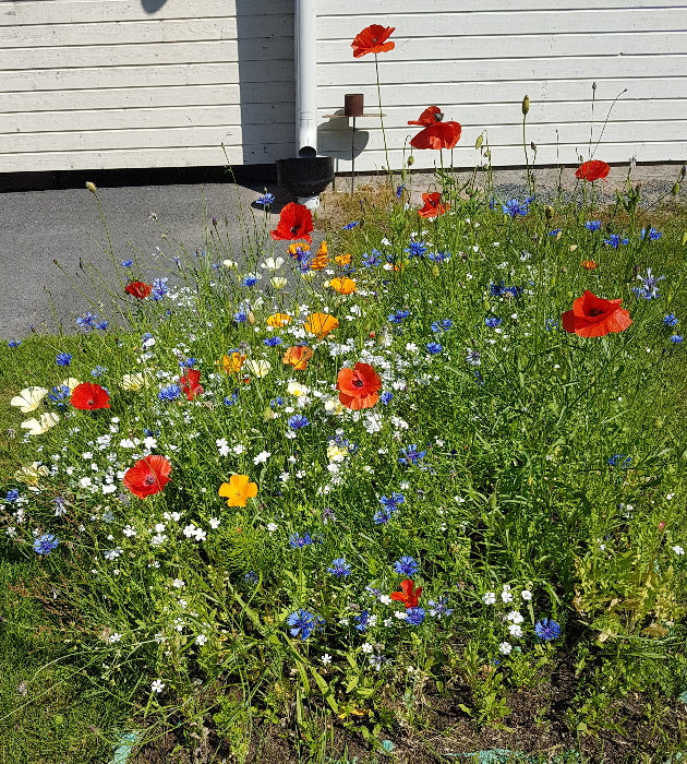 Kesäkukkaniittykangas 5 m²