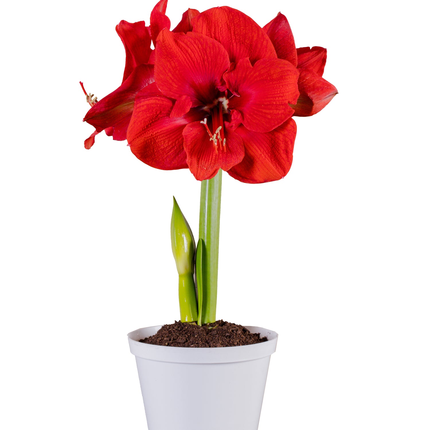 1 kpl Amaryllis Miracle