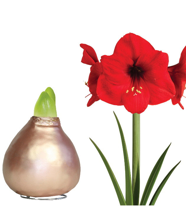 1 kpl Vaha-Amaryllis Pearl Rose Gold