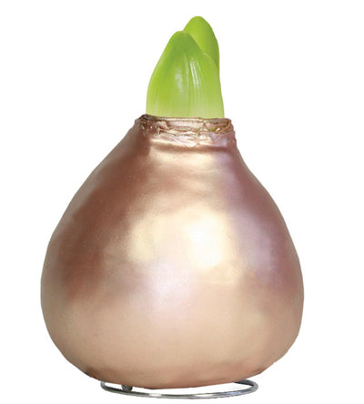 1 kpl Vaha-Amaryllis Pearl Rose Gold