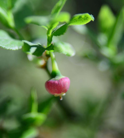 1 kpl Pensasmustikka 'Pink Lemonade'