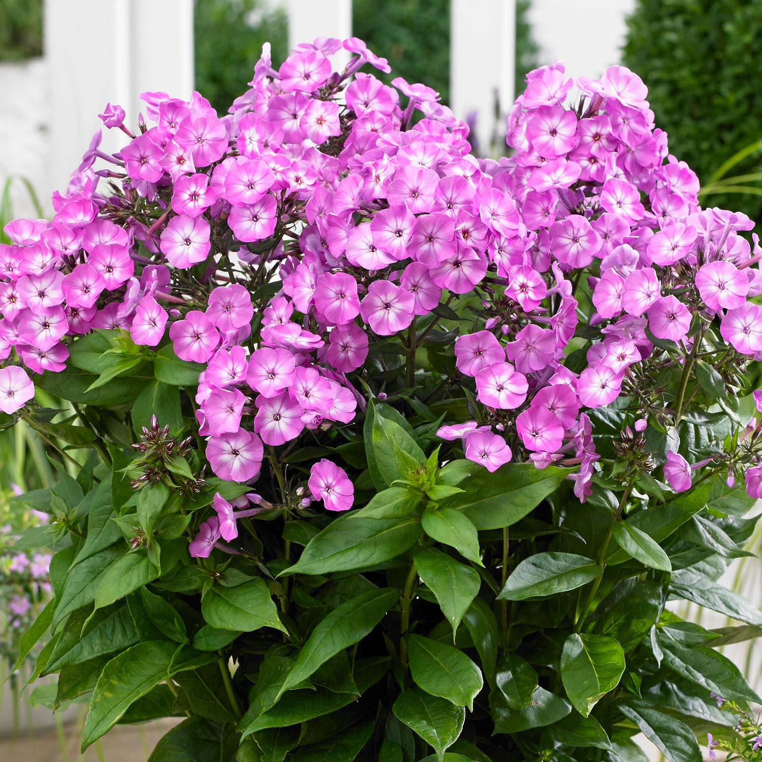 3 kpl Syysleimu 'Famous Light Purple'