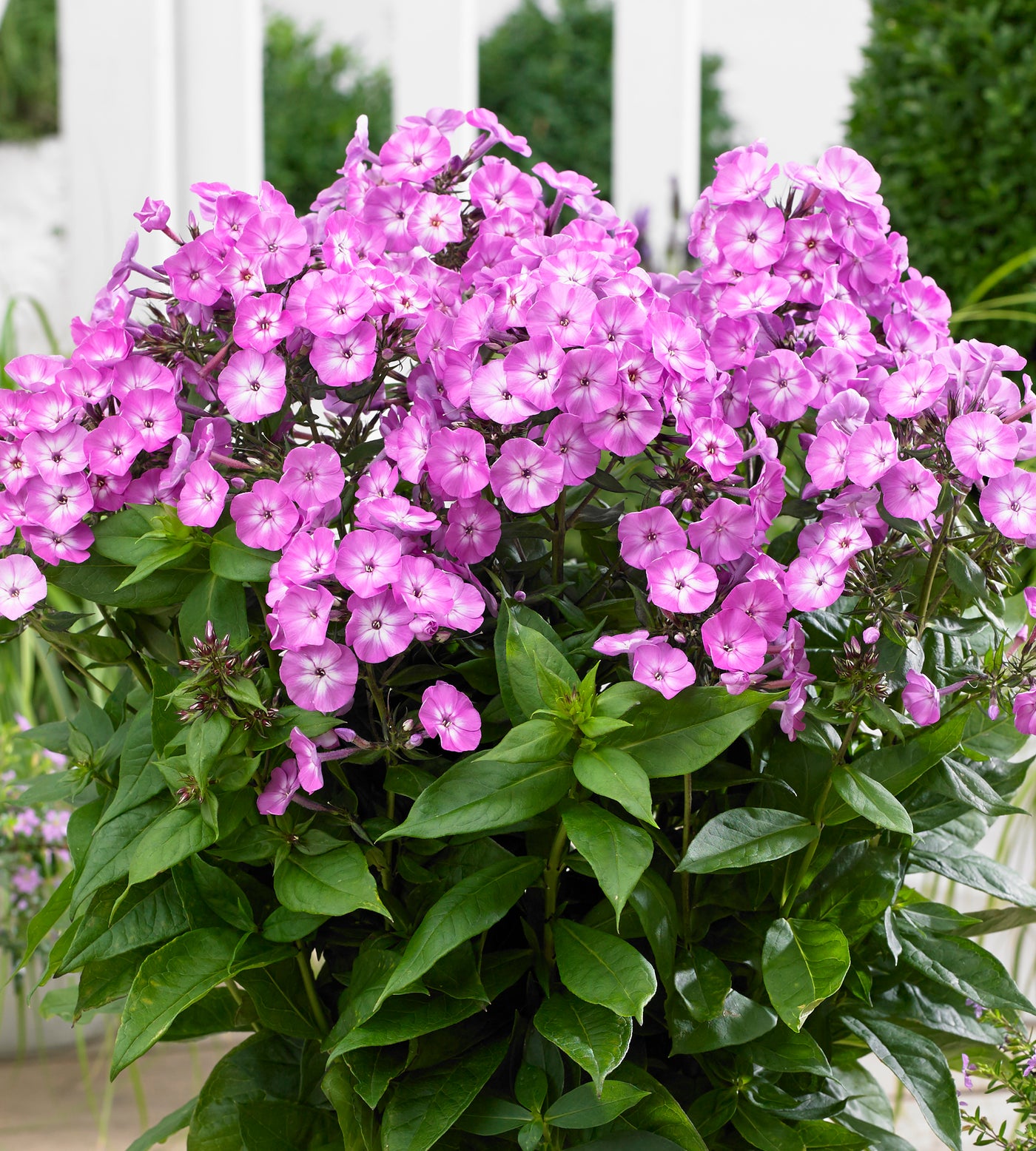 3 kpl Syysleimu 'Famous Light Purple'