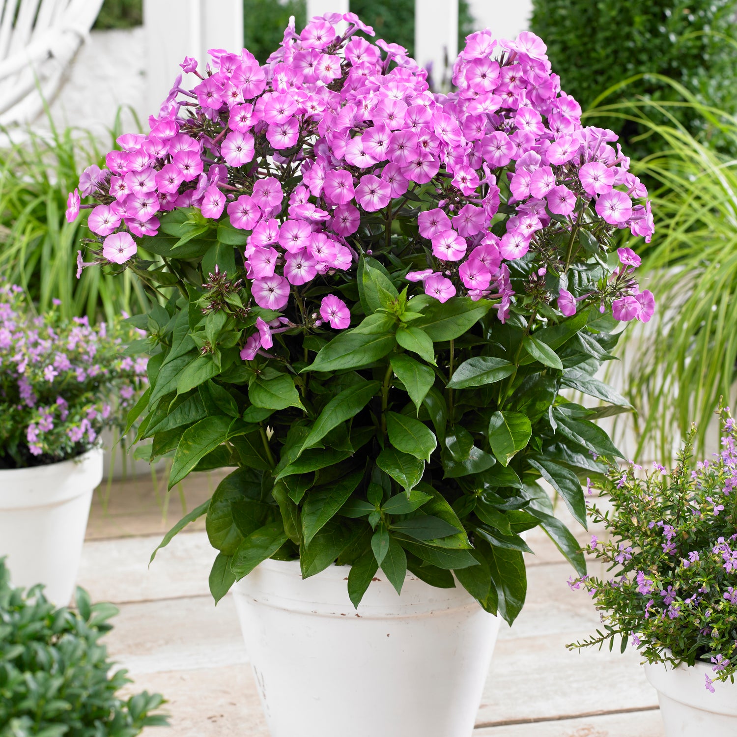 3 kpl Syysleimu 'Famous Light Purple'