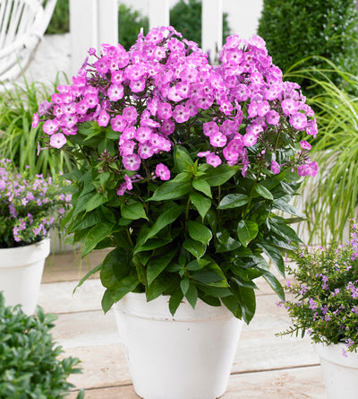 3 kpl Syysleimu 'Famous Light Purple'