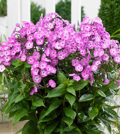 3 kpl Syysleimu 'Famous Light Purple'