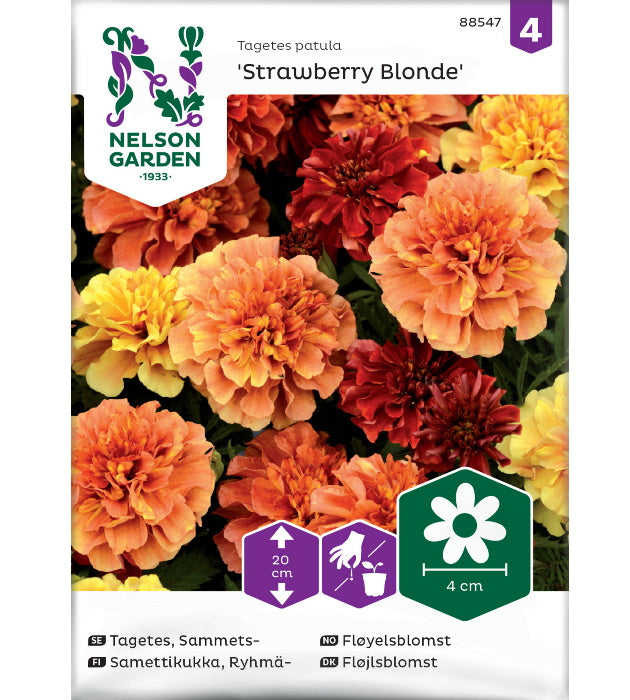 1 pss Ryhmäsamettikukka 'Strawberry Blond'