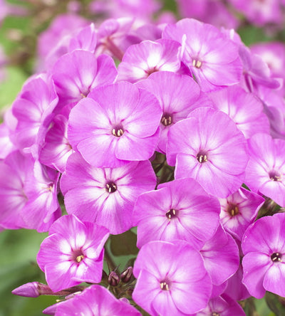 3 kpl Syysleimu 'Famous Light Purple'