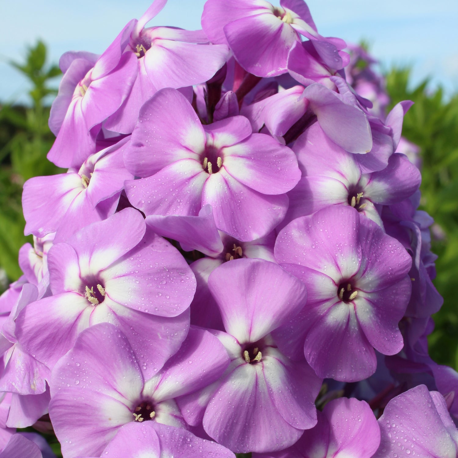 3 kpl Syysleimu 'Famous Light Purple'