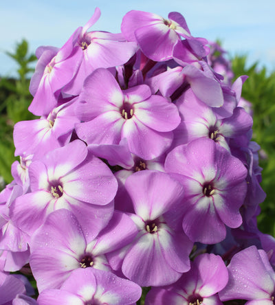 3 kpl Syysleimu 'Famous Light Purple'