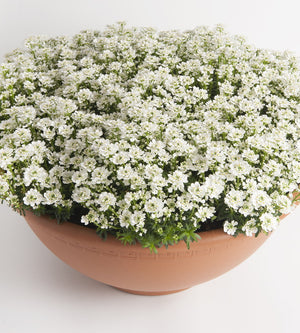 3 kpl Talvisaippo 'Nevina'