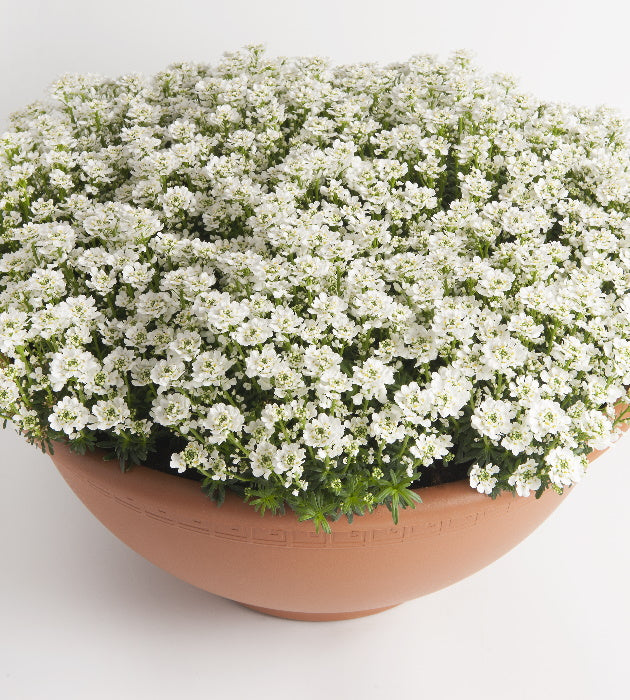 3 kpl Talvisaippo 'Nevina'