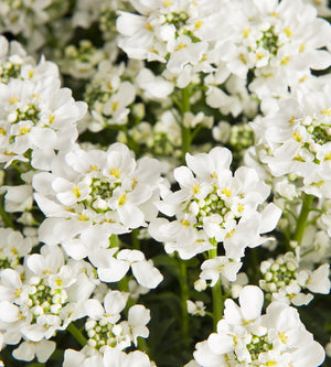 3 kpl Talvisaippo 'Nevina'