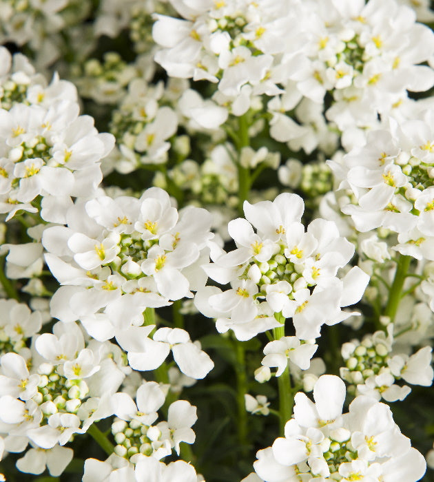 3 kpl Talvisaippo 'Nevina'