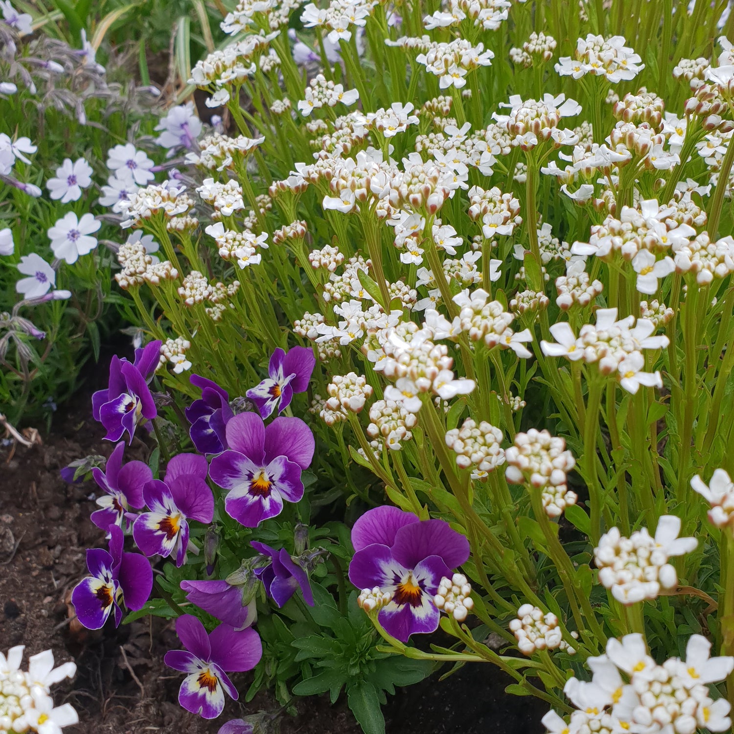 3 kpl Talvisaippo 'Nevina'