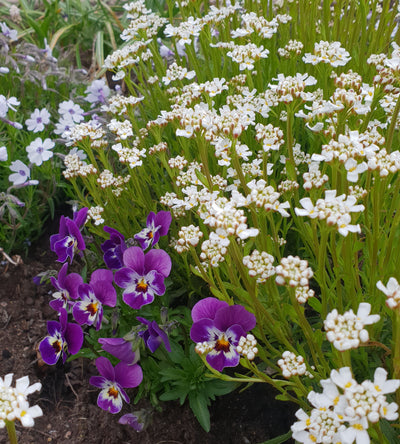 3 kpl Talvisaippo 'Nevina'