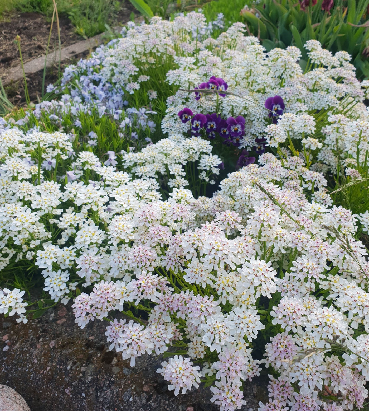 3 kpl Talvisaippo 'Nevina'