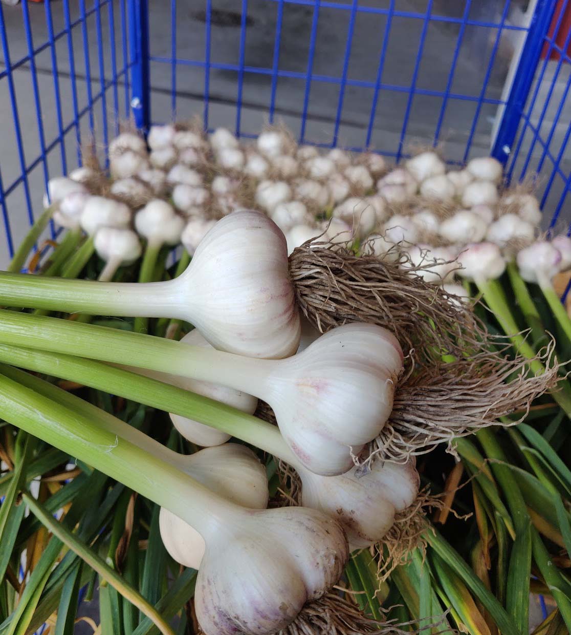 100 kpl Valkosipuli Ljubasha