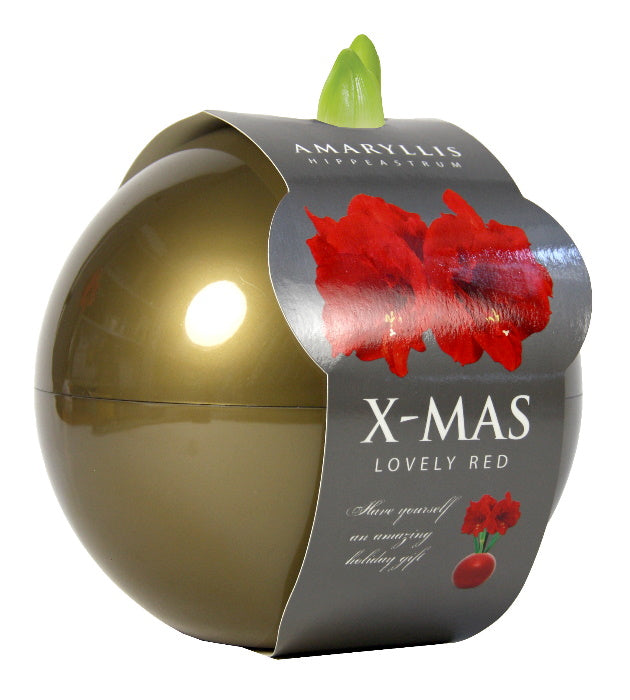 1  kpl Amaryllis X-Mas Ball Gold