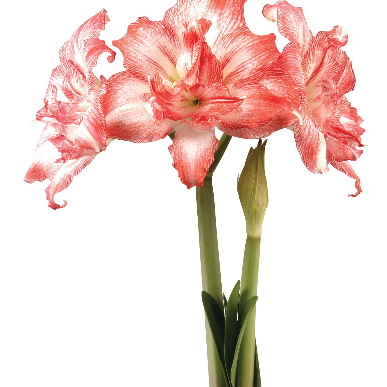 3 kpl Amaryllis Razzmatazz