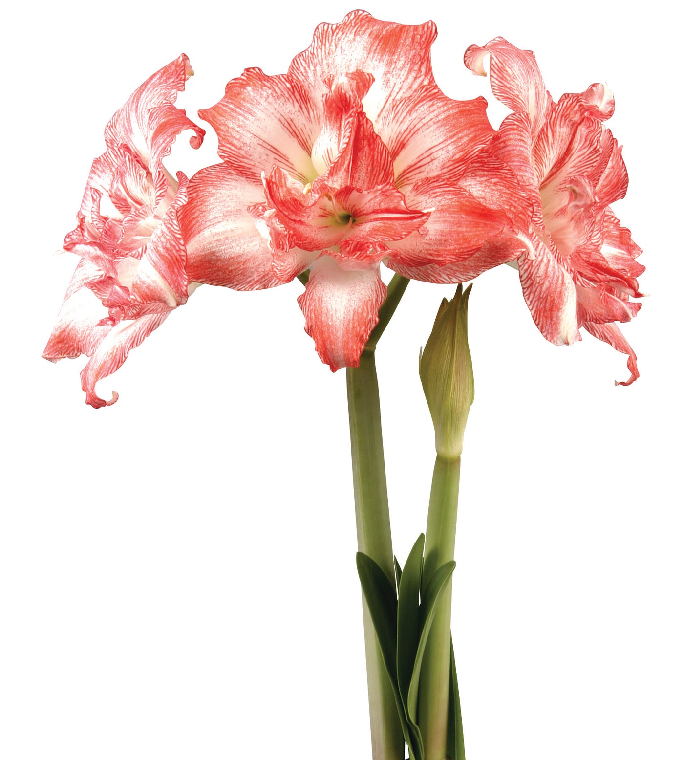 3 kpl Amaryllis Razzmatazz