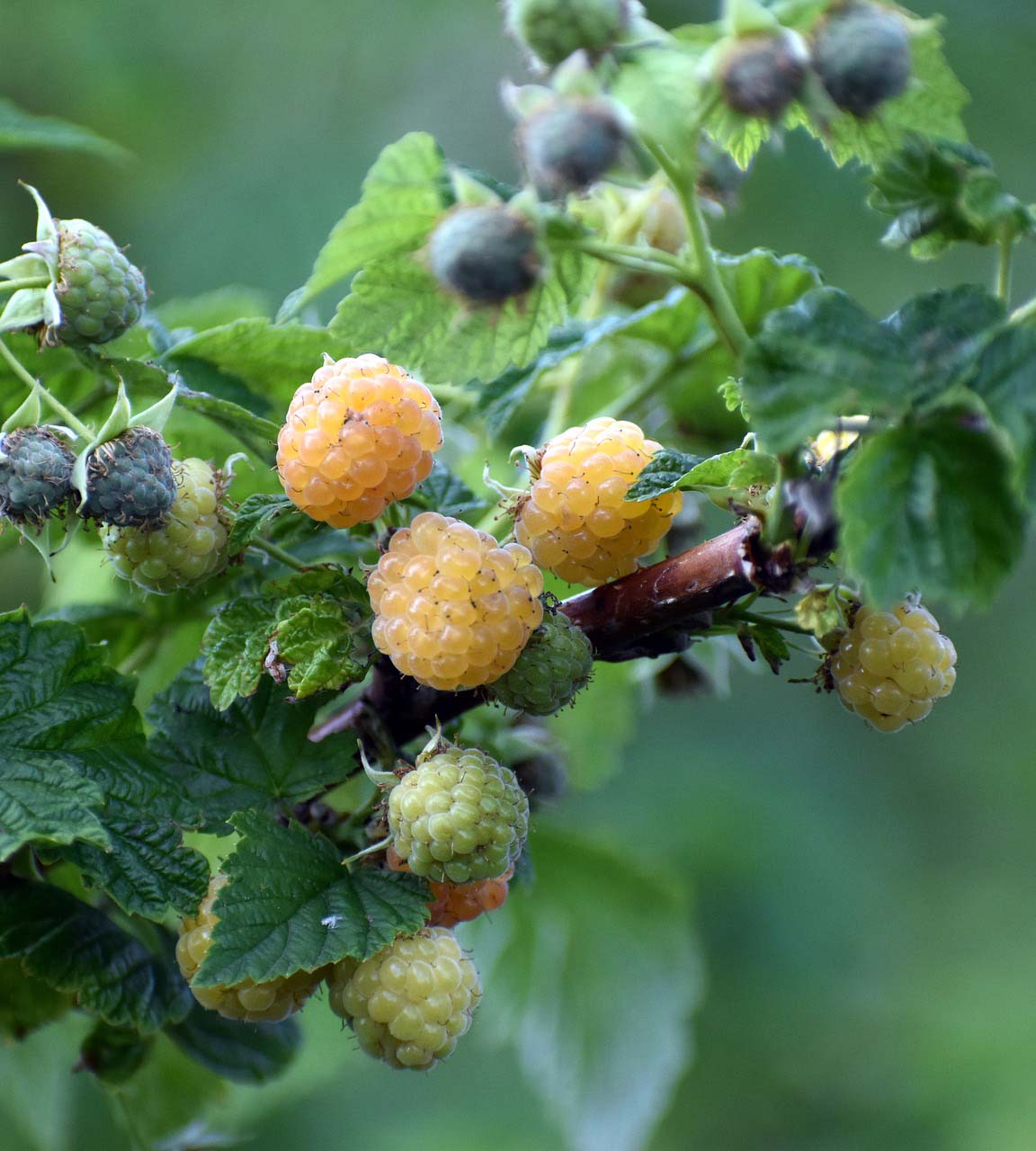 1 kpl Keltavadelma 'Fallgold'
