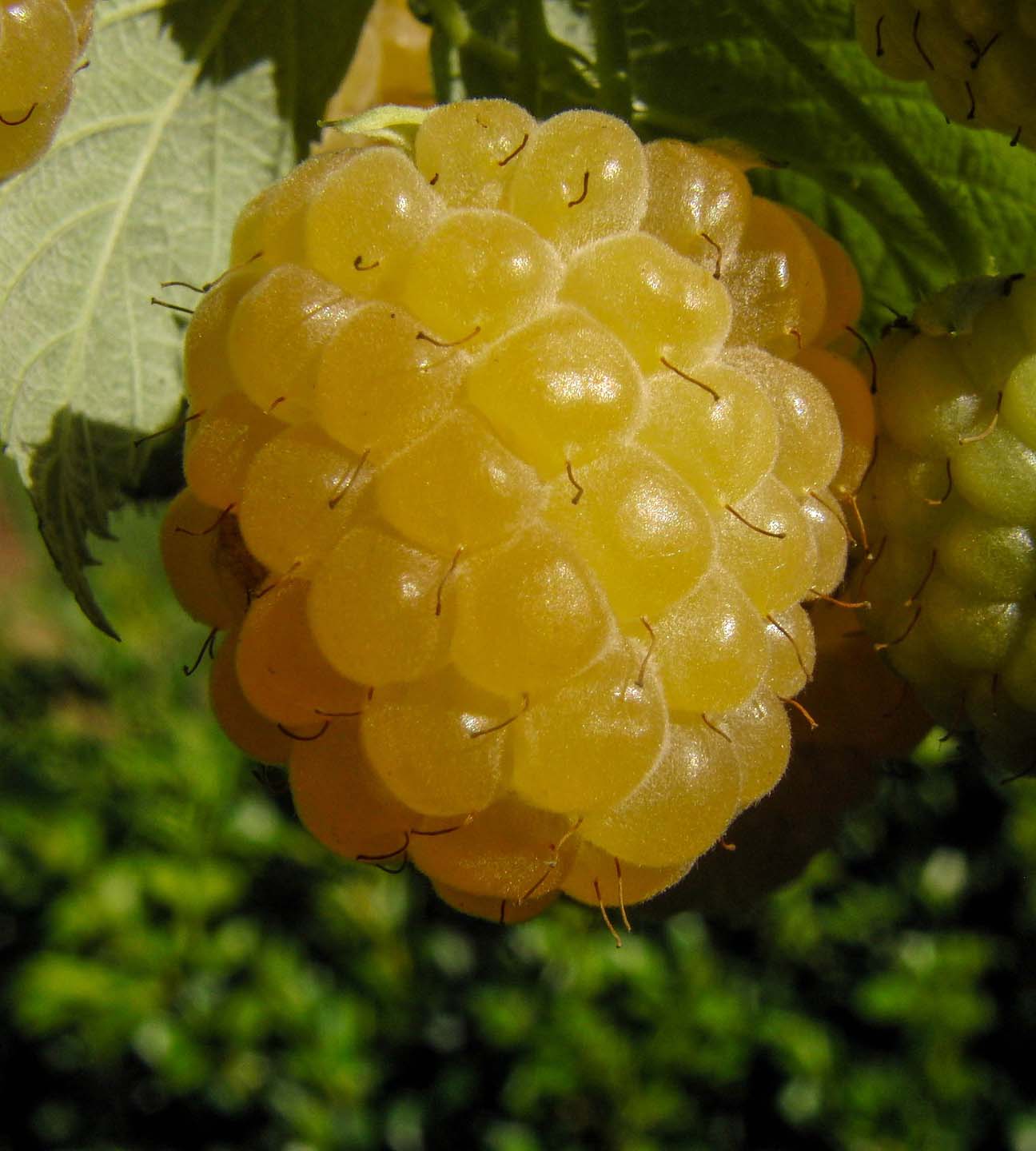 1 kpl Keltavadelma 'Fallgold'