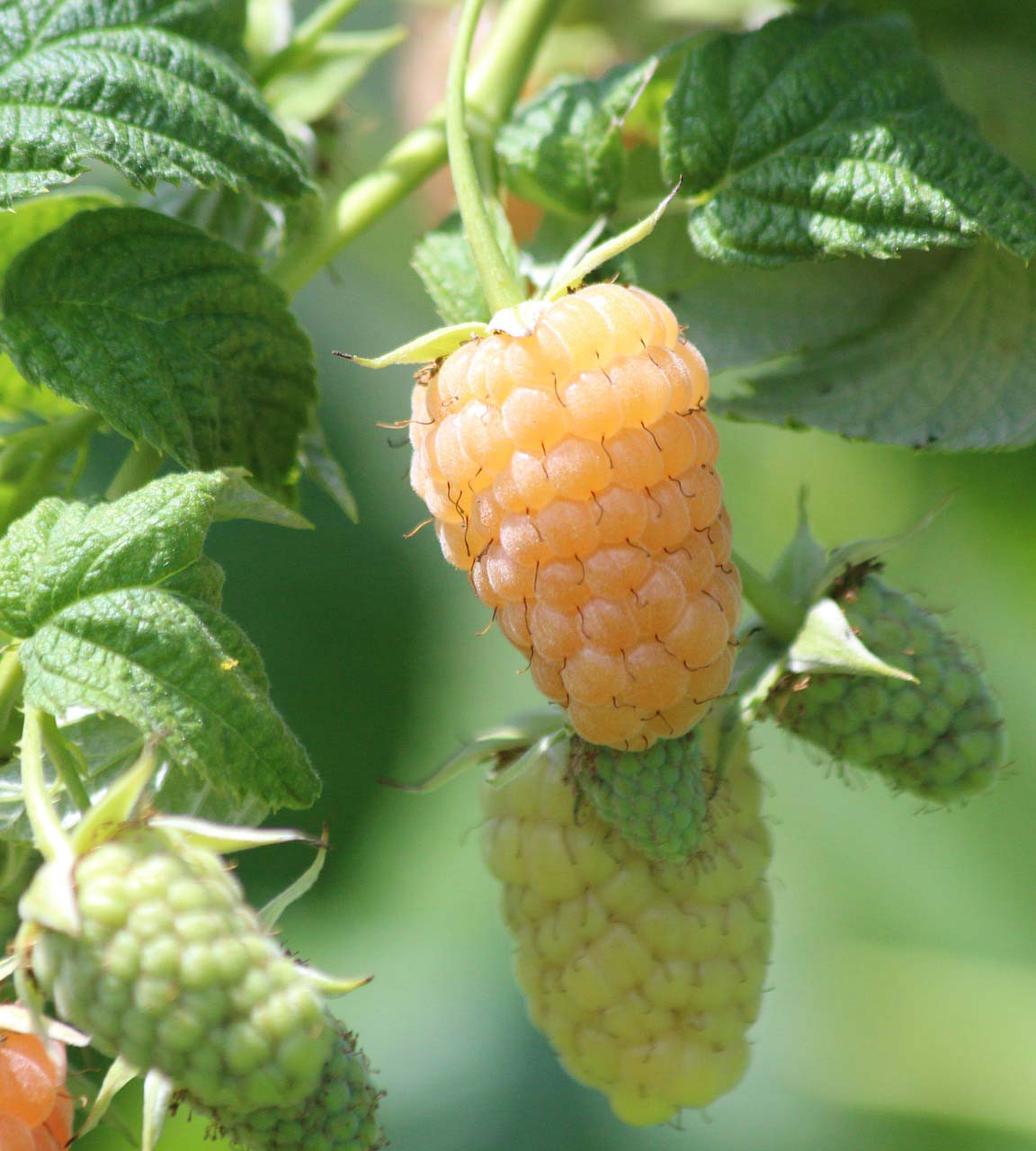 1 kpl Keltavadelma 'Fallgold'