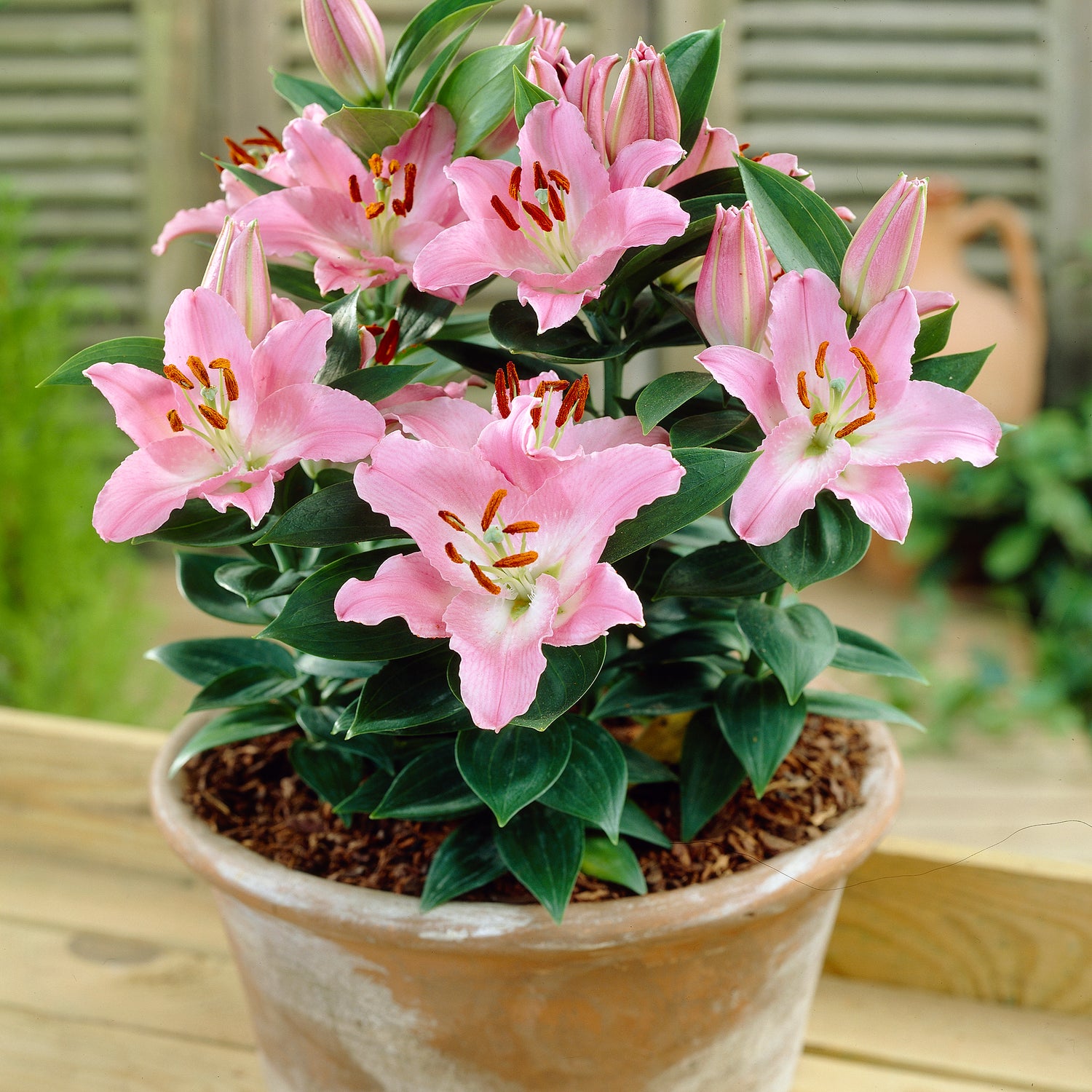 5 kpl Oriental-lilja ’Mona Lisa’