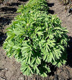 1 kpl Vuokkopioni ’Anemoniflora’