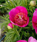 1 kpl Vuokkopioni ’Anemoniflora’